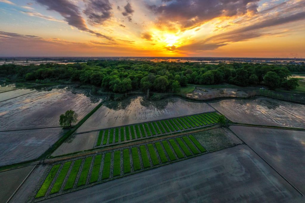 تور مجازی 360 مزارع برنج مازندران