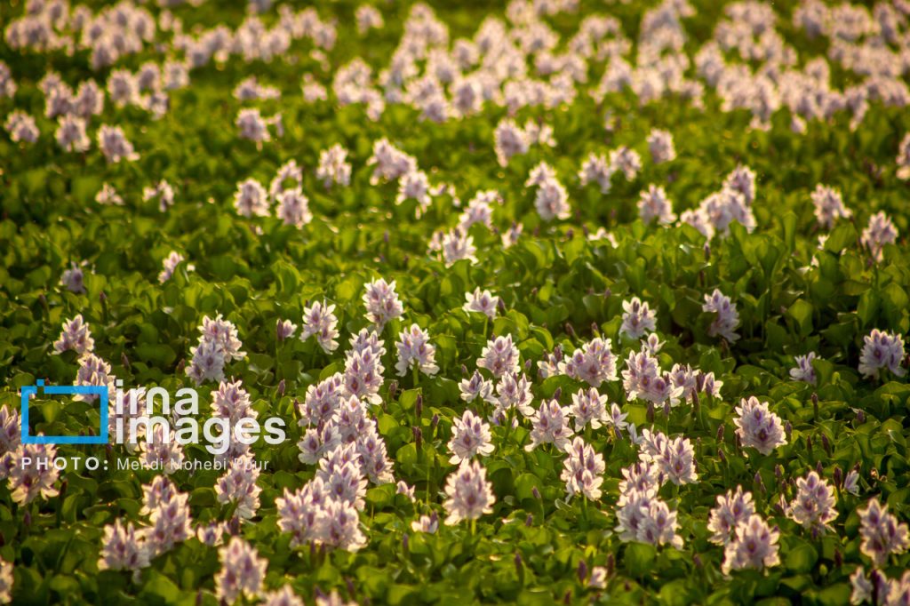 تور مجازی 360 درجه آب بندان آغوزبن و دیدن سنبل آبی بابل در مازندران